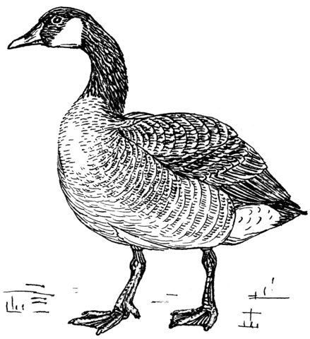 Canada Goose  Coloring Page